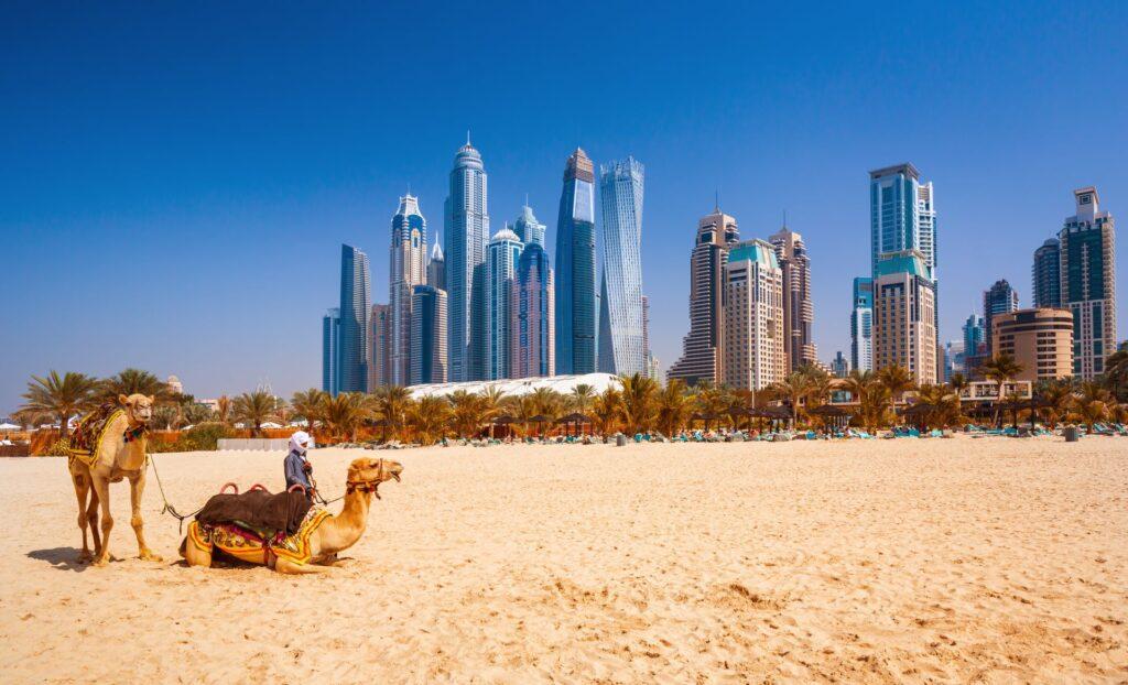 Kamele am Strand vor Dubais Skyline.